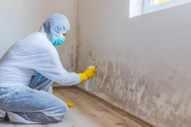Licensed Attic Mold Removal service in Coppell, TX - WQB Mold Removal