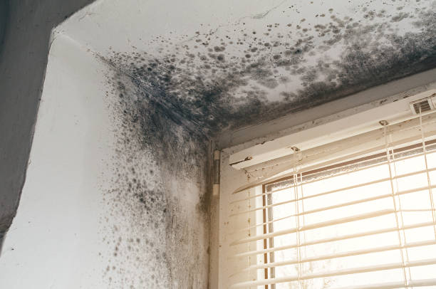 Affordable Attic Mold Removal solutions in Coppell, TX