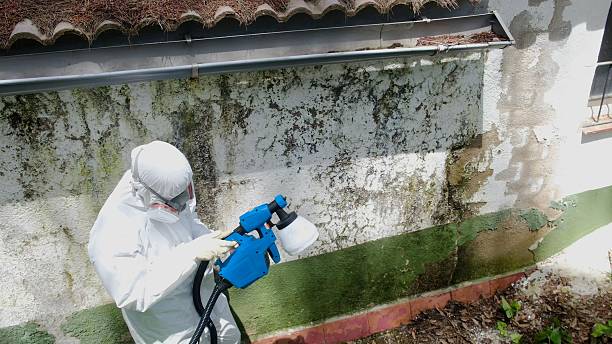 Top rated local Attic Mold Removal specialists in Coppell, TX